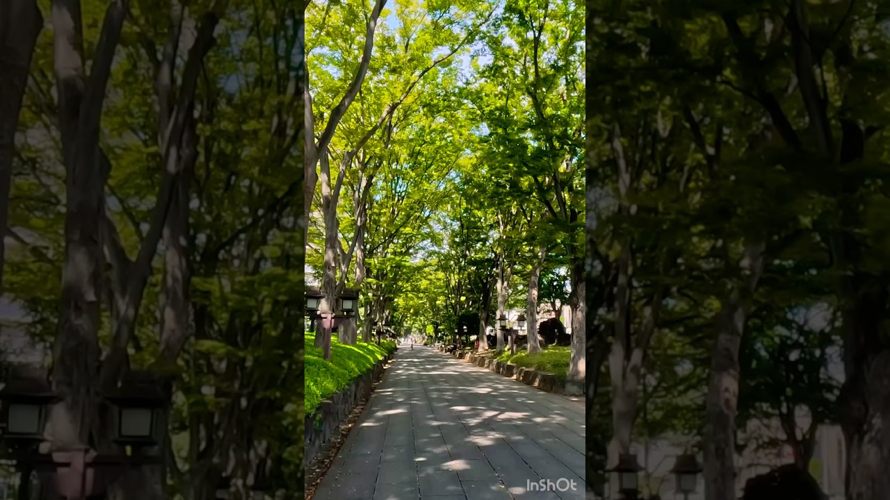 【氷川参道】日本一長い参道を歩く|Hikawa Sando – The Longest Shrine Approach in Japan ...