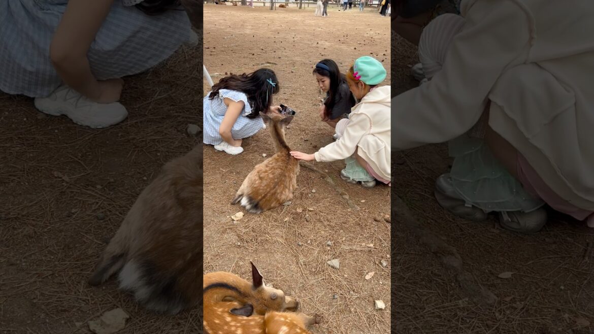 海外観光客も感動！日本・奈良公園の鹿の魅力 🇯🇵🦌 nara park deer