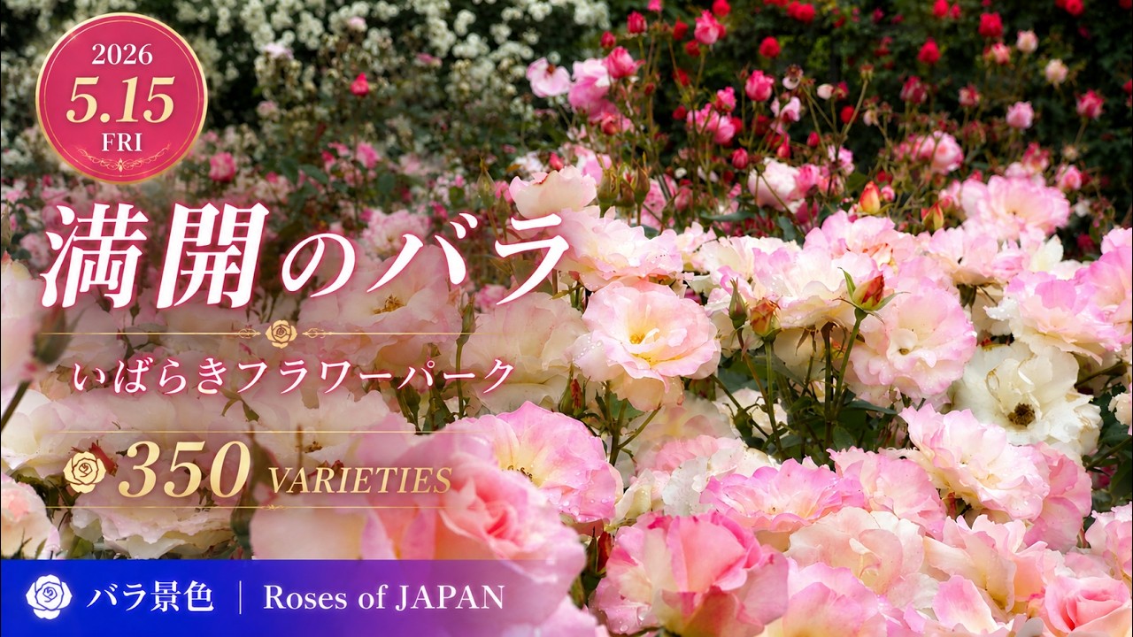 2026年5月15日 いばらきフラワーパーク|満開のバラ350品種を楽しむ春の園内風景 | Roses of JAPAN【4K】 - Ciao ...