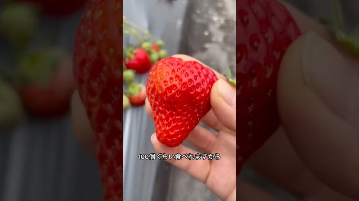 【いちご狩り🍓30分食べ放題】HISのバスツアーで南房総へ🚌