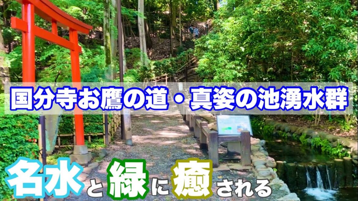 【国分寺市】史跡と東京の名湧水57選(お鷹の道・真姿の池湧水群)と緑の散歩道【東京散歩】 【国分寺市】史跡と東京の名湧水57選(お鷹の道・真姿の池湧水群)と緑の散歩道【東京散歩】