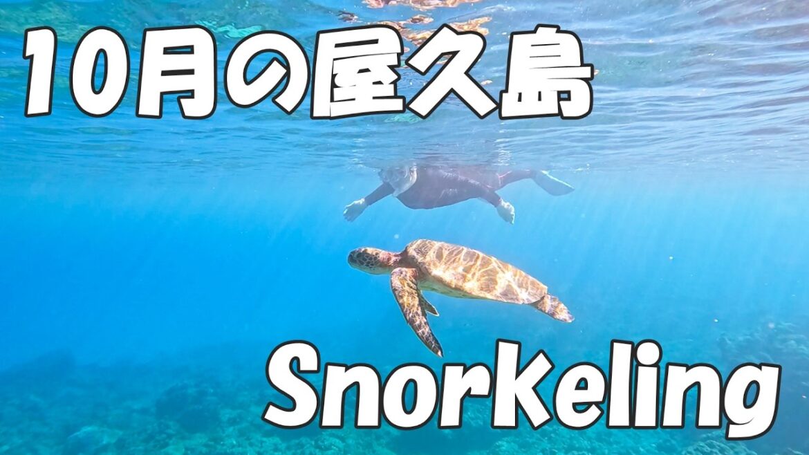 10月の屋久島でシュノーケリングはできる？水温や寒さ対策、秋の魅力を解説します！