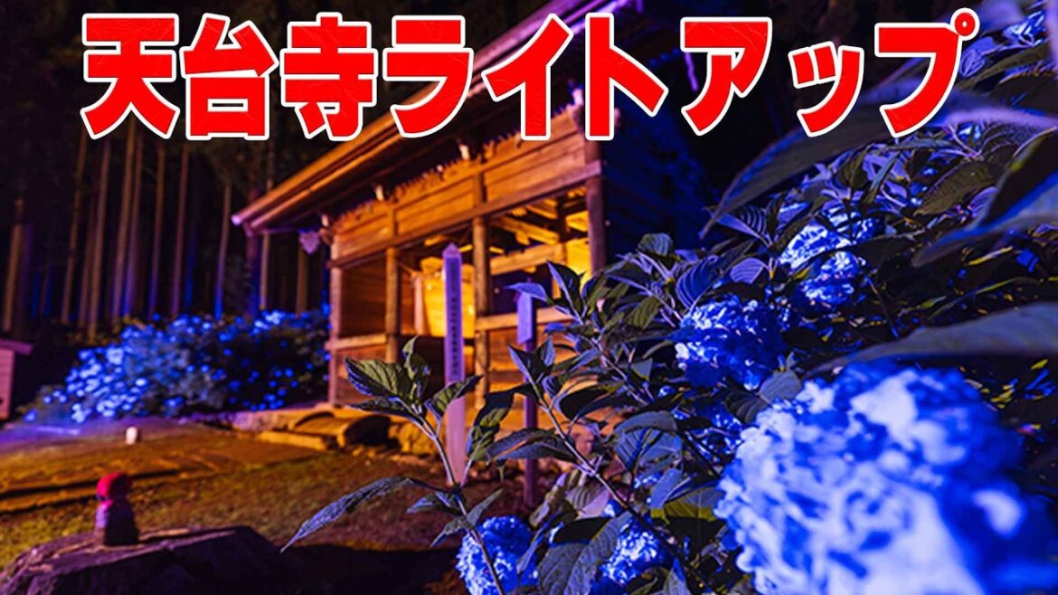 【幻想的】天台寺のあじさいライトアップがヤバいらしい。【岩手県】 【幻想的】天台寺のあじさいライトアップがヤバいらしい。【岩手県】