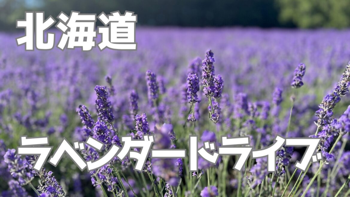 夏色広がる富良野・美瑛のラベンダーと花畑バスツアー