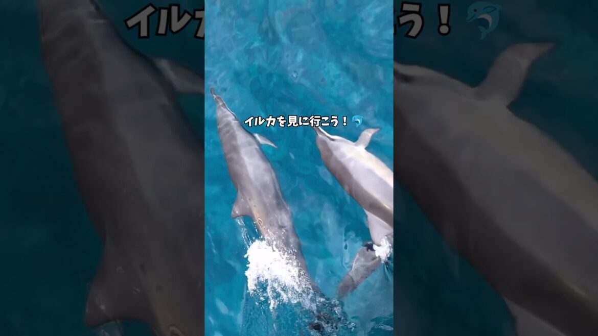 今なら割引コード【Fall20】で20%オフ!!オアフ島で最高のイルカウォッチングボートツアー「ドルフィン&ユー」と一緒に、ハワイでイルカに出会おう! 今なら割引コード【Fall20】で20%オフ!!オアフ島で最高のイルカウォッチングボートツアー「ドルフィン&ユー」と一緒に、ハワイでイルカに出会おう!