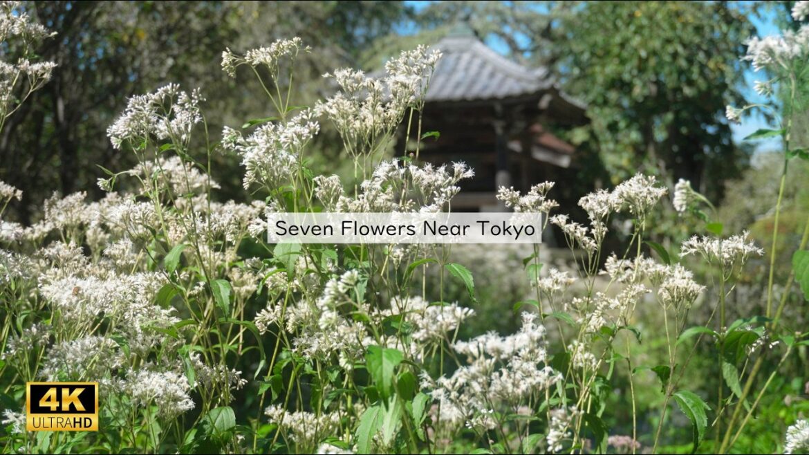 【4K ASMR】Countryside Hike Near Tokyo💮Nagatoro 13km Autumn Flower & Retro Japan Walking Tour 【4K ASMR】Countryside Hike Near Tokyo💮Nagatoro 13km Autumn Flower & Retro Japan Walking Tour