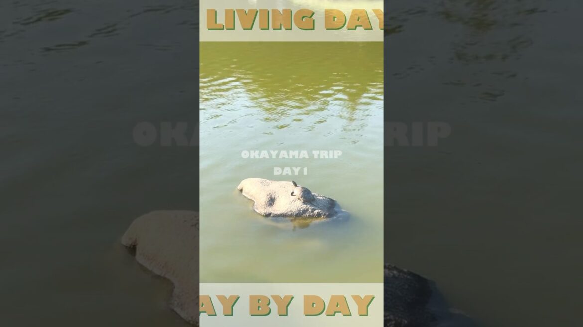【岡山 旅行DAY1】ご当地グルメ食べて、景色見て初の岡山観光 🐑旅の足跡はコメントに #shorts 【岡山 旅行DAY1】ご当地グルメ食べて、景色見て初の岡山観光 🐑旅の足跡はコメントに #shorts