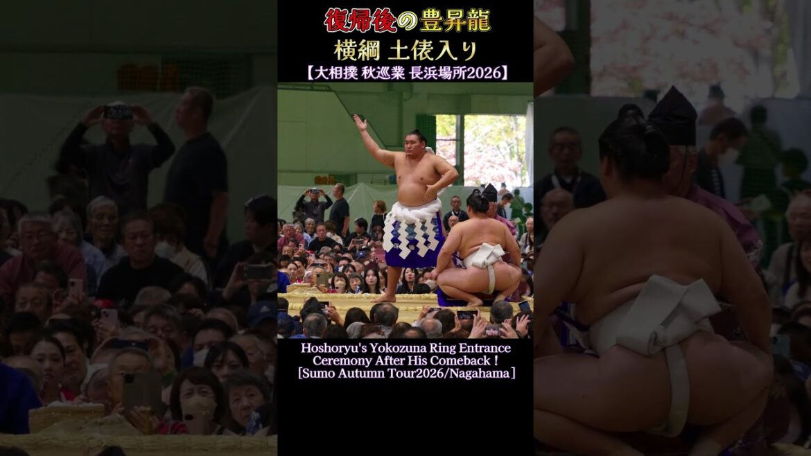 復帰後の豊昇龍 横綱 土俵入り❗【大相撲 秋巡業 長浜場所2026】Sumo Hoshoryu