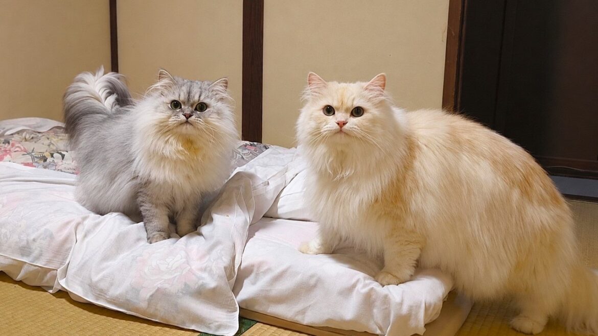 長毛セレブ猫とお部屋で遊べる温泉旅館。源泉吹き出す山奥秘湯で最高に癒された|塩原元湯温泉 ゑびすや|栃木県那須塩原市 長毛セレブ猫とお部屋で遊べる温泉旅館。源泉吹き出す山奥秘湯で最高に癒された|塩原元湯温泉 ゑびすや|栃木県那須塩原市